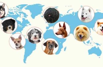 1959 hangi hayvanın yılıdır ve ayırt edici özellikleri nelerdir??