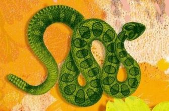 1968 hangi hayvanın yılıdır ve özellikleri nelerdir??