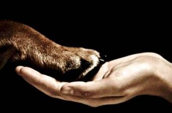 1954 hangi hayvanın yılıdır ve ayırt edici özellikleri nelerdir??