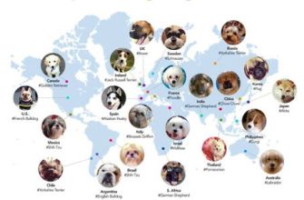 1995 hangi hayvanın yılıdır ve ne ile karakterize edilir?