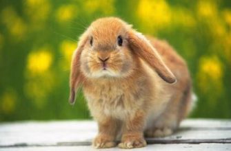 Arkadaşlık, iş ve aşkta Tavşanlar ve Horozlar uyumu