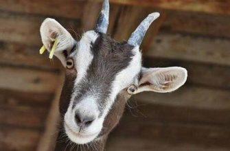 Keçi yılında doğan Kova burcu kadın ve erkeklerinin özellikleri
