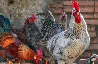 Horoz yılında doğan Yengeç burcu erkeği: özellikleri ve uyumluluğu