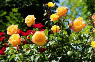 Yeşil güller hakkında her şey