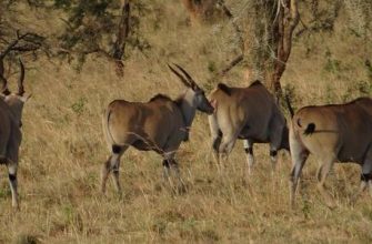 Boğa ve Maymun Uyumluluğu