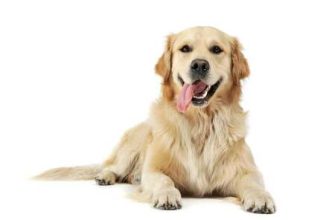 Köpek Yılı: özellikleri ve uyumluluğu