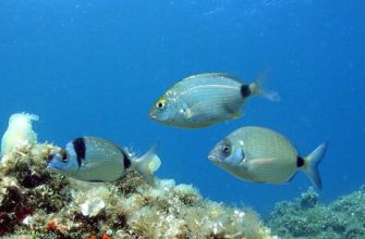 Terazi ve Balık - Su ve Havanın birleşimi