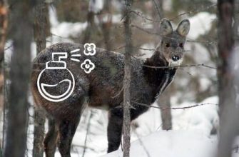 Parfümeride ud nedir ve nasıl kokar??