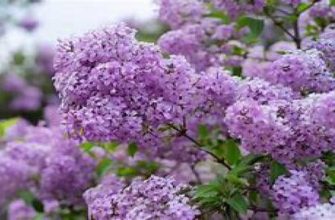 Lila rengi psikolojide ne anlama gelir??