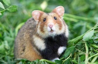 Fare yılında doğan Akrep burcu erkeği: karakteristik ve uyumluluk