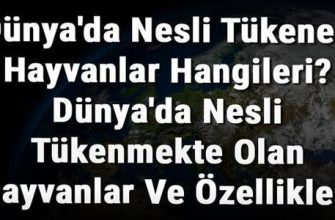 1963 - hangi hayvanın yılı ve özellikleri nelerdir?