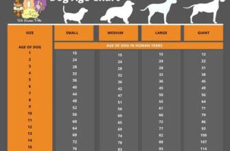 2003 - hangi hayvan yılı ve ne anlama geliyor?