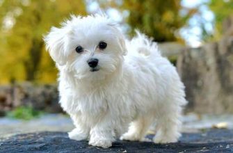 Köpek yılında doğan İkizler kadını: özellikleri ve uyumluluğu