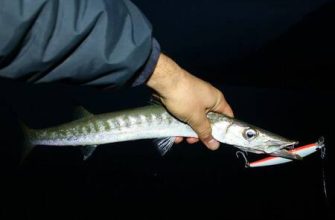 Keçi Yılında Doğan Balıkların Özellikleri ve Davranışları