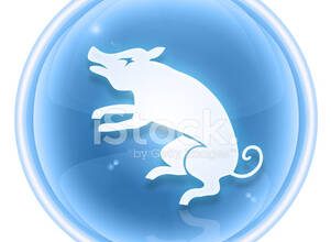 Domuz Yılında Doğan Kova Burcu Kadını