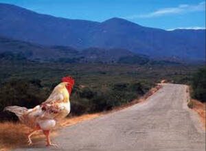 Doğu takvimine göre Horoz ve Fare uyumu