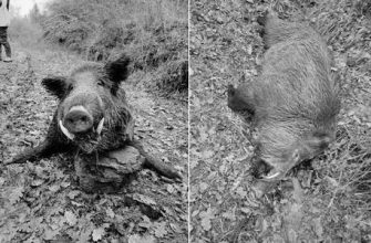 Domuz erkeği: karakteristik ve uyumluluk