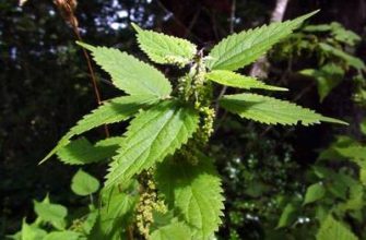 Baldıran otu: özellikleri, ne olduğu ve ondan ne dikildiği?