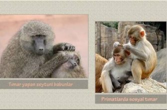 Arkadaşlık, iş ve aşkta Sıçanlar ve Maymunların uyumu