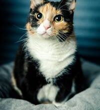 patiska: malzemenin özellikleri ve nitelikleri