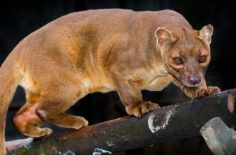2020 hangi hayvanın yılıdır ve onun için karakteristik olan nedir??