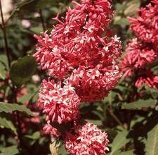 Menekşe ve leylak taşları: türleri, kullanımları ve kime uygun oldukları?