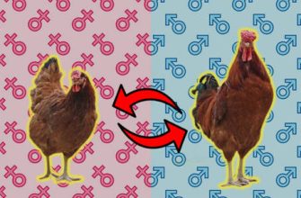 Boğa ve Horoz uyumluluğu