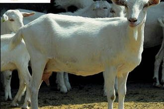 Ejderha ve Keçinin yaşamın farklı alanlarındaki uyumluluğu