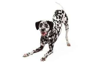 Koç-Köpek: karakteristik ve uyumluluk