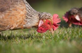 Yengeç Horozu kadını: özellikleri ve diğer işaretlerle uyumluluğu