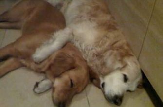 Kova-Köpek kadını: ayırt edici kişilik özellikleri ve uyumluluk