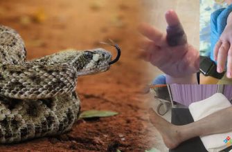 Yılan ve Keçi Uyumluluğu