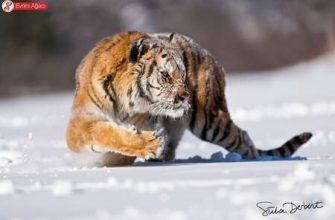 Kaplan yılında doğan erkeklerin özellikleri