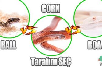 Boğa ve Yılan Uyumluluğu