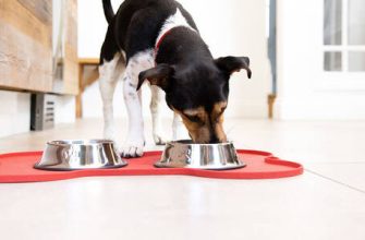 Purina'dan Darling köpek maması