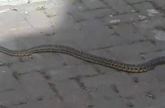 Uyumluluk Yılan ve Sıçan