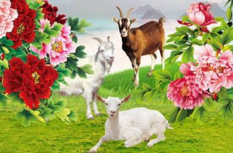 Keçi yılında doğan kadınların özellikleri