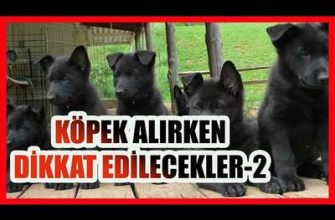 Erkek Köpek: karakteristik ve uyumluluk