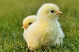 Horoz yılında doğan bir Balık burcu erkeğinin özellikleri