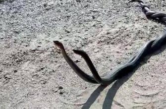 Yılan ve At: erkek ve dişi uyumu