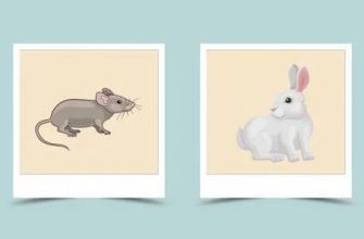 Tavşan yılında doğan İkizler burcu kadınının karakter özellikleri ve uyumluluğu