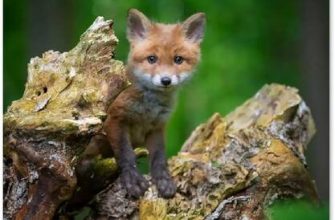 Yaban Domuzu ve Kaplan Uyumluluğu